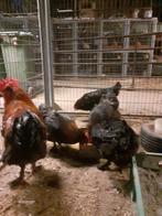 Broedeieren marans zwartkoper hals groot, Dieren en Toebehoren, Geslacht onbekend, Kip