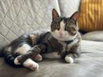 Lieve nieuwsgierige Noodles zoekt nieuw thuis, Dieren en Toebehoren, Katten en Kittens | Overige Katten, Poes, Kortharig, 3 tot 5 jaar