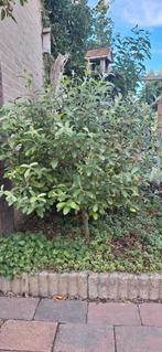 Wilgenboompje op stam met katjes, hoogte ong 75cm, Ophalen of Verzenden, Overige soorten, Struik, Minder dan 100 cm