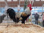 Broedeieren Ned Leghorn Zilverpatrijs en Patrijs, Dieren en Toebehoren, Pluimvee, Geslacht onbekend, Kip