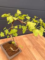 Ginkgo Bonsai vormboom, Tuin en Terras, Planten | Bomen, In pot, Minder dan 100 cm, Overige soorten, Volle zon