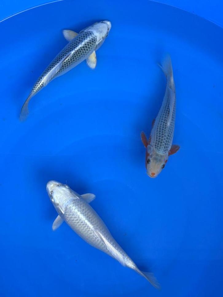 Diverse Japanse koi karper | Koikarpers  | Tosai vissen, Dieren en Toebehoren, Vissen | Vijvervissen, Karper of Koi