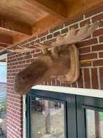 Houten elandkop, Ophalen, Gebruikt