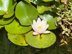 Waterlelie wit/roze in emmer, Tuin en Terras, Vijvers, Ophalen