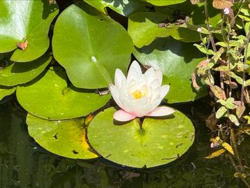 Waterlelie wit/roze in emmer beschikbaar voor biedingen