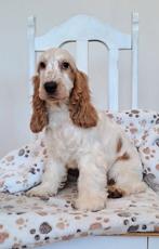 Engelse Cocker Spanijel pup, Dieren en Toebehoren, 15 weken tot 1 jaar, Reu, Parvo, Eén hond