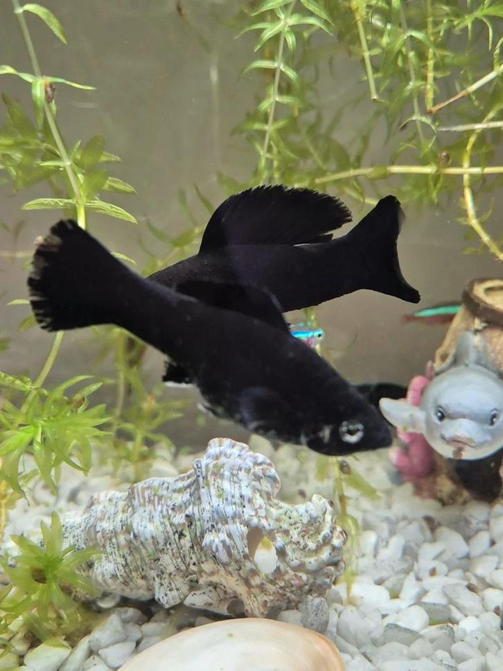 Black Molly & Dalmatiër Molly vissen, Dieren en Toebehoren, Vissen | Aquariumvissen, Vis