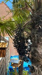 Palmboom zaadjes tros, Ophalen, Gehele jaar, Volle zon, Zaad