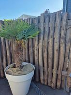 Kastanje houten schutting of brandhout, Tuin en Terras, Haardhout, 3 tot 6 m³, Ophalen, Overige houtsoorten, Stammen