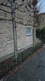 3 stuks Leibomen, Ophalen, Bloeit niet, Volle zon, Overige soorten