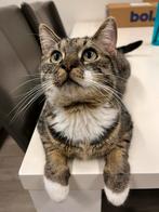 Lieve vriendelijke kater 1 jaar oud, Kater, Kortharig, 0 tot 2 jaar