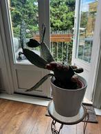 Grote cactus met vruchten met pot, Ophalen, Cactus, Volle zon, Minder dan 100 cm