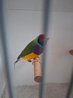 Gouldamadine rk pb gr mannen, Mannelijk, Parkiet