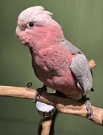 Tamme Rosé Kaketoe's, Meerdere dieren, Papegaai