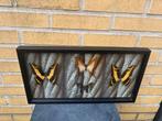 Opgezette diverse vlinders in een 3d lijst, Ophalen of Verzenden, Insect, Opgezet dier