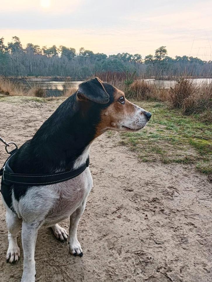 Gastgezin gezocht (5 maanden), Dieren en Toebehoren, Honden | Jack Russells en Terriërs, Teef, Overige rassen, Particulier, Eén hond