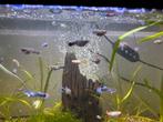Guppies man en vrouwen te koop, Vis, Zoetwatervis