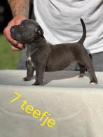 American bully pocket pups, Particulier, Rabiës (hondsdolheid), Overige rassen, 8 tot 15 weken