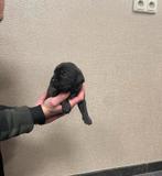 Cane corso puppy’s, Dieren en Toebehoren, Overige rassen, 8 tot 15 weken, Meerdere, Meerdere dieren