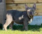 Blauwgrijs  Franse Bulldog reutje, Dieren en Toebehoren, België, Fokker | Hobbymatig, Rabiës (hondsdolheid), Reu