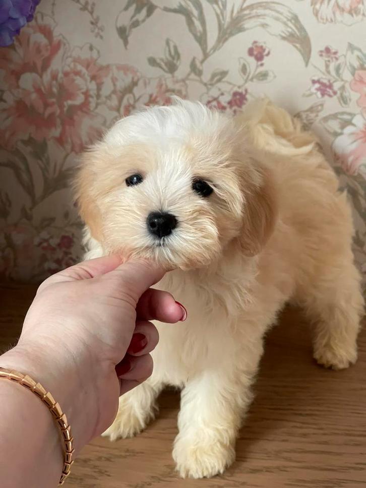 Maltipoo F1 pups (Korea Maltezer/Asian Toy Poedel), Dieren en Toebehoren, Honden | Chihuahua's en Gezelschapshonden, Meerdere dieren