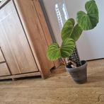 Philodendron gloriosum, Huis en Inrichting, Ophalen of Verzenden, Overige soorten, Minder dan 100 cm