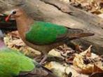 Groenvleugelduif, Dieren en Toebehoren, Vogels | Duiven, Mannelijk, Overige soorten