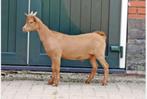 Te koop of Leen Huur gevraagd Camel kleurige Dwerg Dek Bok, Dieren en Toebehoren, Schapen, Geiten en Varkens, Mannelijk, Geit