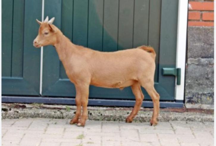 Te koop of Leen Huur gevraagd Camel kleurige Dwerg Dek Bok, Dieren en Toebehoren, Schapen, Geiten en Varkens, Geit, Mannelijk