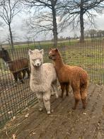 3 alpaca hengstjes, Dieren en Toebehoren, Overige Dieren, Augustus, Mannelijk