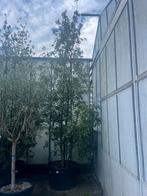 Steeneik Quercus ilex - Groenblijvende Boom €495, Bloeit niet, 250 tot 400 cm, Volle zon, In pot