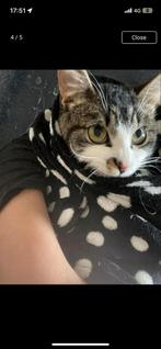 katten (spoedig plekje nodig!!), Dieren en Toebehoren, Katten en Kittens | Overige Katten, Kater