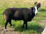 Stamboek ram NZS, Dieren en Toebehoren, Schapen, Geiten en Varkens, Mannelijk, Schaap