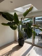 strelitzia nicolai 3x, Huis en Inrichting, Kamerplanten, Ophalen, In pot, Halfschaduw, 200 cm of meer