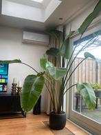 Grote Strelitzia in zwarte pot, Ophalen, 200 cm of meer, Overige soorten, Halfschaduw