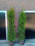 Conifeer (Thuja occ. Brabant) 100-300 cm haagplanten, Tuin en Terras, Planten | Struiken en Hagen, Ophalen of Verzenden, Conifeer