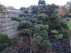 Te koop Pinus sylvestris Watereri, Tuin en Terras, Planten | Bomen, Ophalen, Volle zon, Overige soorten, 100 tot 250 cm