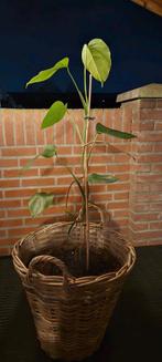 Monstera excl mand 82 cm - Gatenplant kamerplant, Vaste plant, Bloeit niet, Halfschaduw, Ophalen