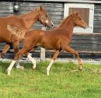 hengstveulen van verrichtingskampioen bumba JK, Dieren en Toebehoren, Pony's, Niet van toepassing, 0 tot 2 jaar, Hengst, D pony (1.37m tot 1.48m)