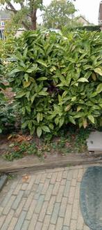 Lampenpoetsergras Japanse broodboom laurier, Tuin en Terras, Planten | Struiken en Hagen, Ophalen of Verzenden, Laurier, 100 tot 250 cm