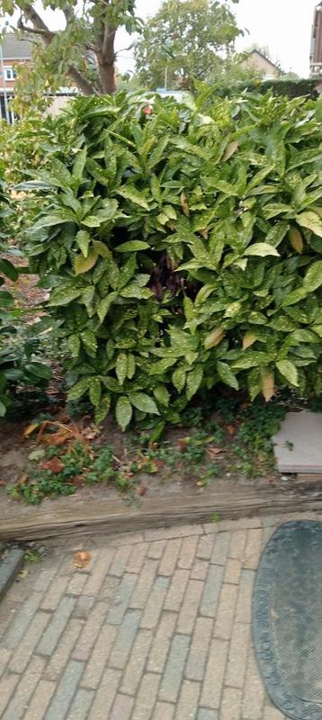 Lampenpoetsergras Japanse broodboom laurier beschikbaar voor biedingen