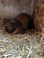 Dwerg Hangoor Konijntjes, Meerdere dieren, Dwerg, Hangoor