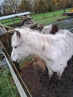A welsh ponny en schetlander, Dieren en Toebehoren, Schapen, Geiten en Varkens, Meerdere dieren, Schaap