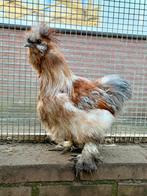 Kwak, zijdehoen haan, Dieren en Toebehoren, Pluimvee, Mannelijk, Kip