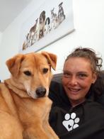 Honden uitlaatservice Zoetermeer Benthuizen, Ophalen, Nieuw