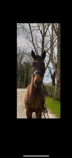 4 jarige apart bewegende Johnny Depp x vivaldi, Gechipt, Dressuurpaard, Hengst, 3 tot 6 jaar