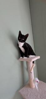 3 kittens (mannetjes), Kater