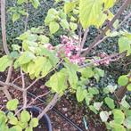 Pindakaas boom of kansenboom, Ophalen, Zomer, Overige soorten, Volle zon