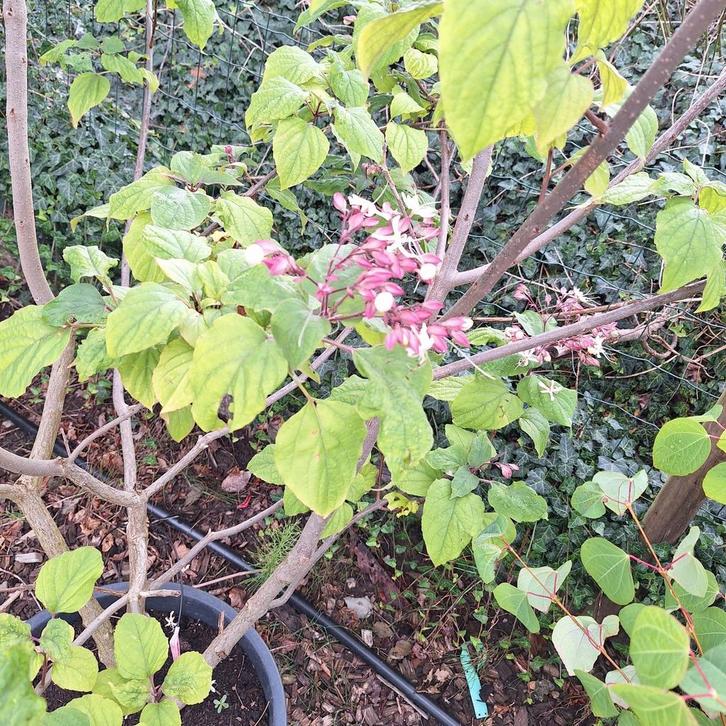 Pindakaas boom of kansenboom, Tuin en Terras, Planten | Tuinplanten, Overige soorten, Volle zon, Zomer, Ophalen