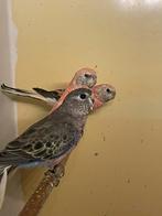 Wildkleur bourkes, Meerdere dieren, Parkiet, Geringd